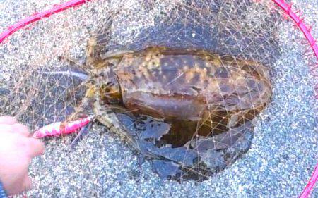 満月大潮アオリイカ６連発